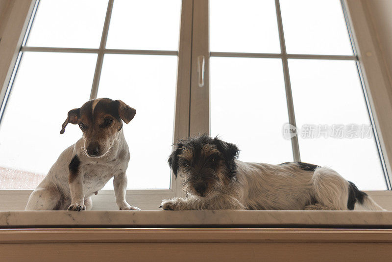 雨中站在紧闭的窗户旁的两只狗——杰克罗素梗