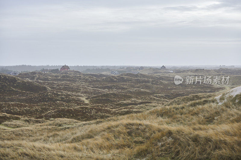 丹麦西海岸，靠近海边的石楠属的小山