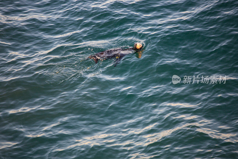 在日落时，海豹在晒太阳