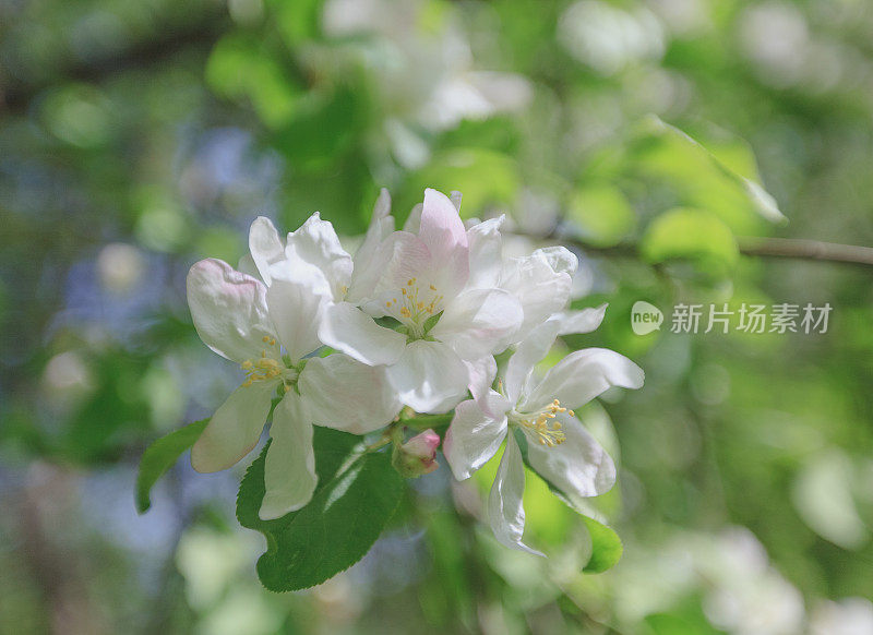 春天，苹果花盛开，白色，粉红色的花阳光复古