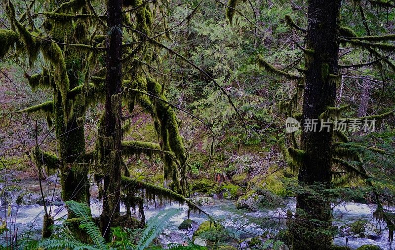 雪松河热带雨林