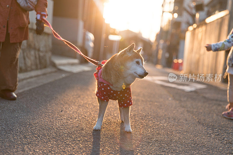 日本柴犬散步