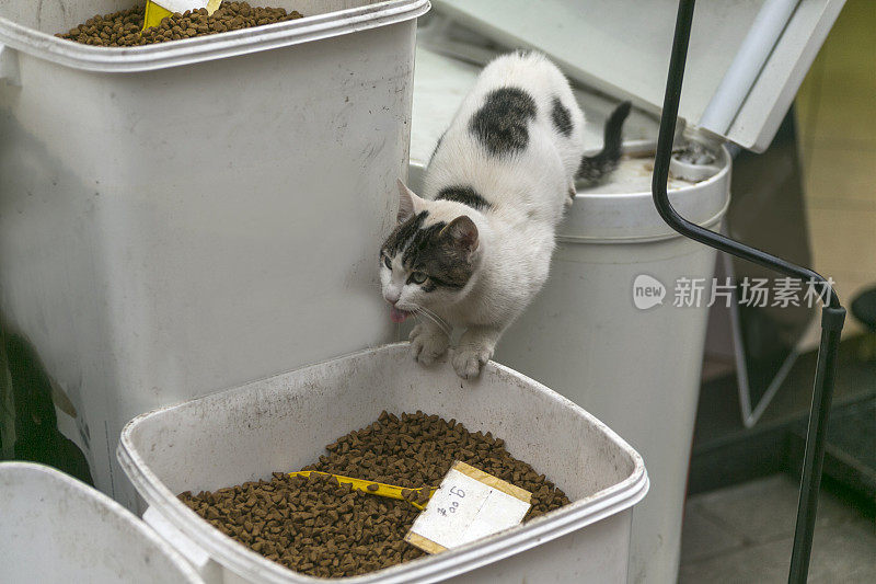 土耳其伊斯坦布尔卡迪科伊街头的流浪猫在吃商店的猫粮