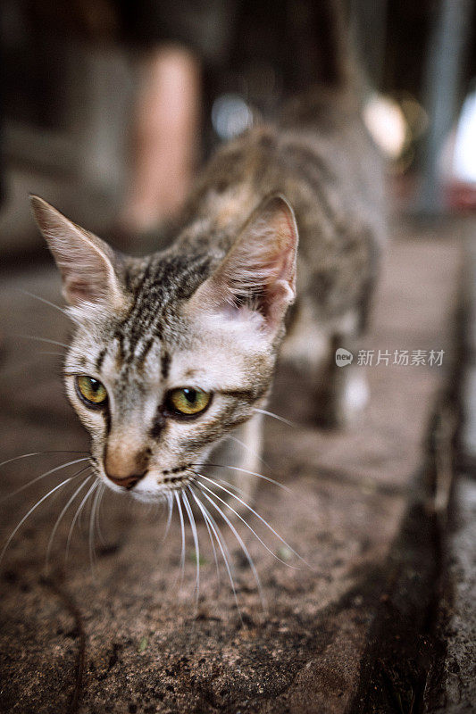 好奇的小猫在街上散步