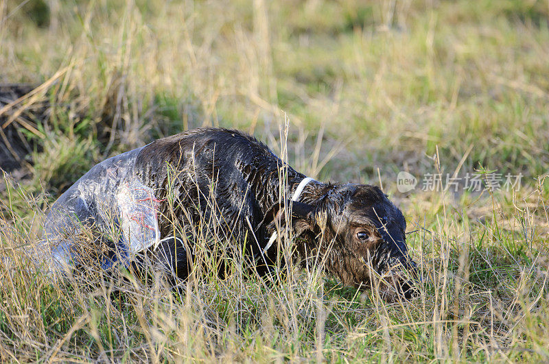 刚出生的小南非水牛的特写