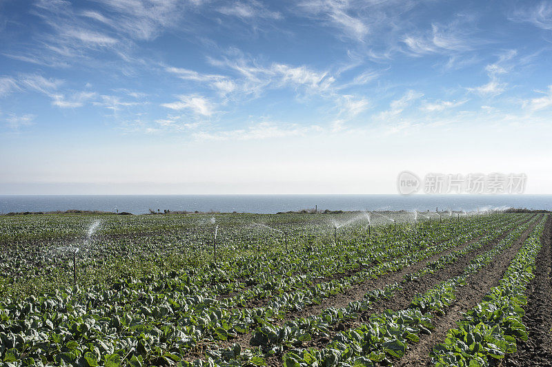 海岸边的球芽甘蓝正在浇水