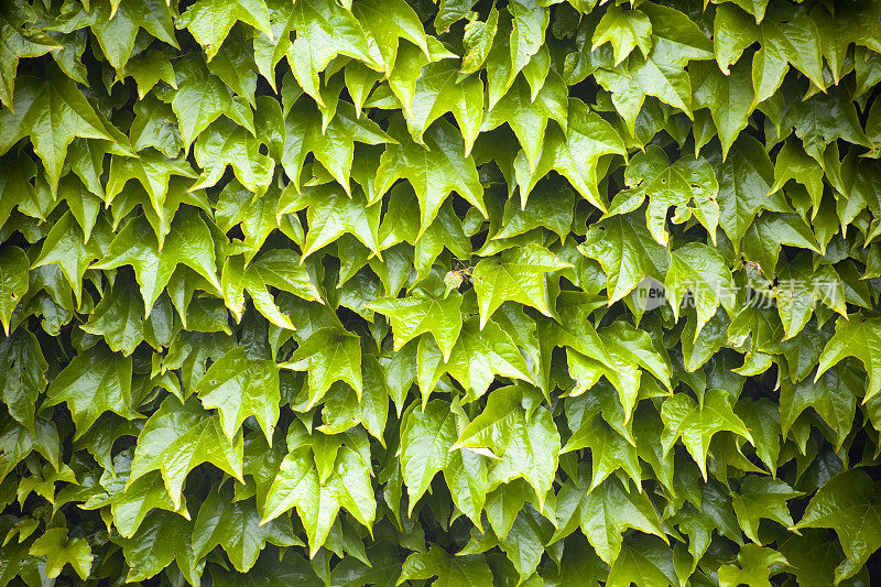 绿色常青藤叶子覆盖墙壁。