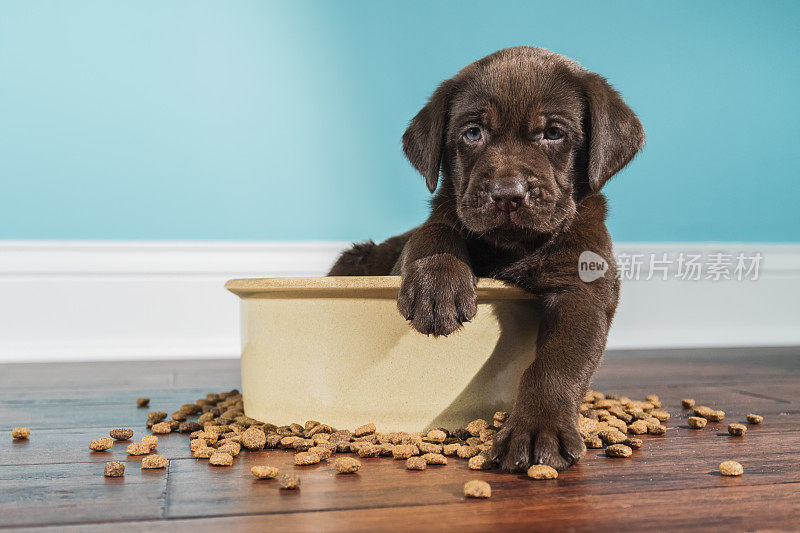 一只巧克力色的拉布拉多小狗坐在一个大狗碗里——5周大