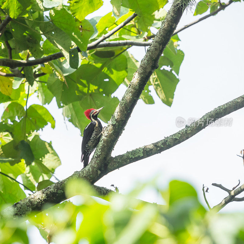 啄木鸟在树上寻找昆虫