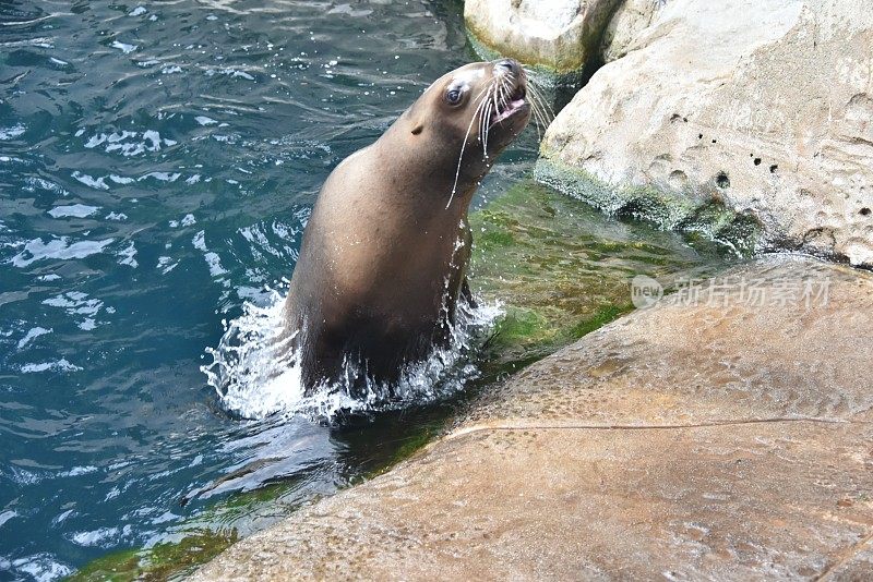 海狮跳出水面