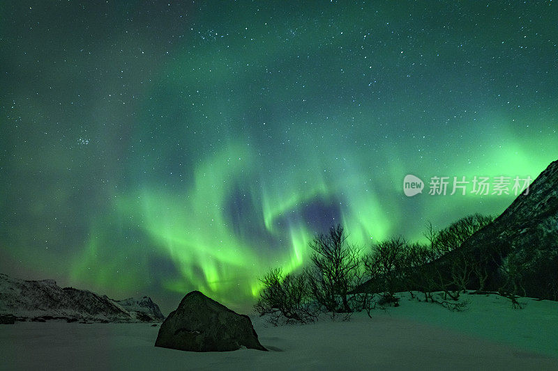 挪威罗浮敦群岛的北极光或北极光。冬季白雪皑皑，星空下的北极光