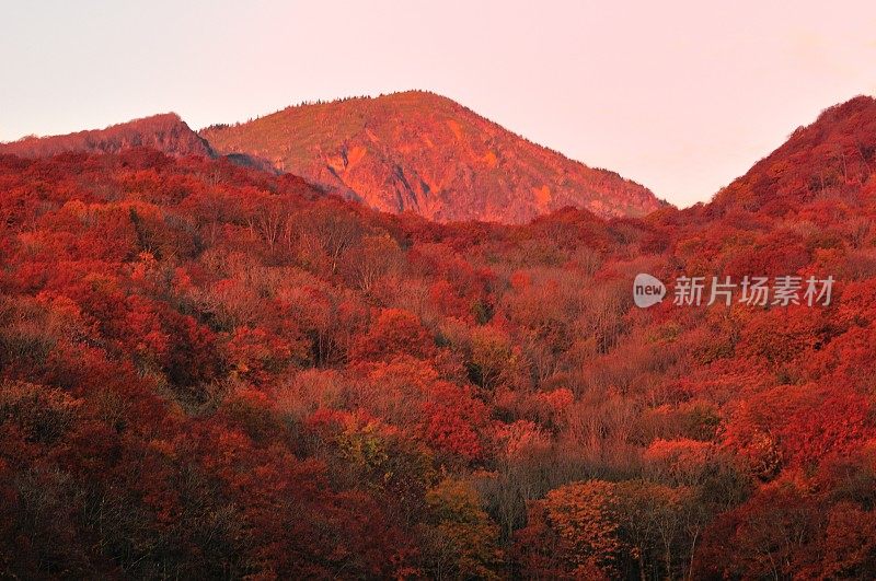 日本东北部和田市秋季沼泽的光影