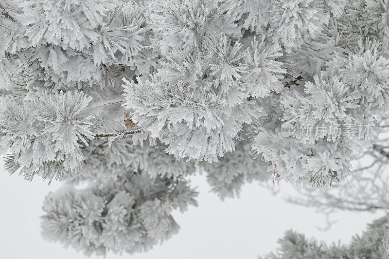霜树