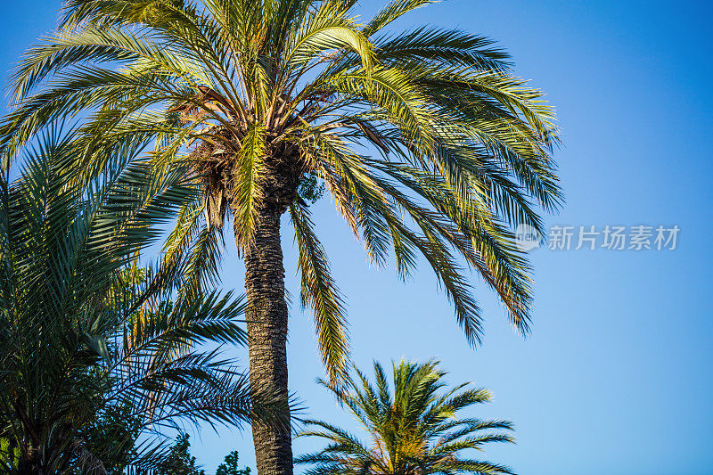 自然背景。棕榈树和湛蓝的天空