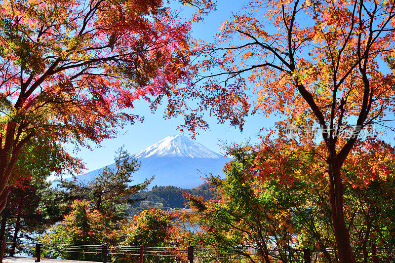 日本富士五湖地区的富士山和秋叶