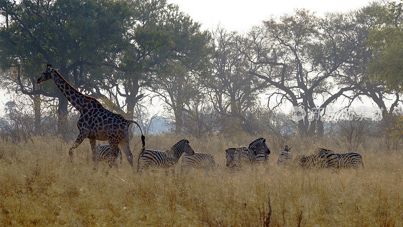 非洲博茨瓦纳的长颈鹿和斑马。