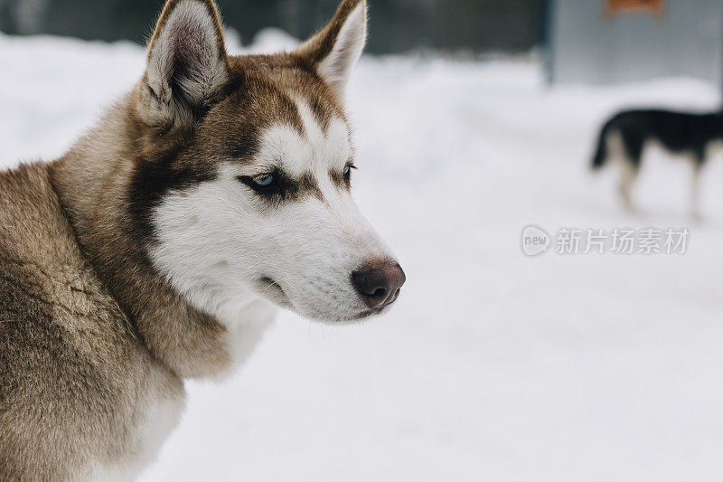 拉雪橇的狗