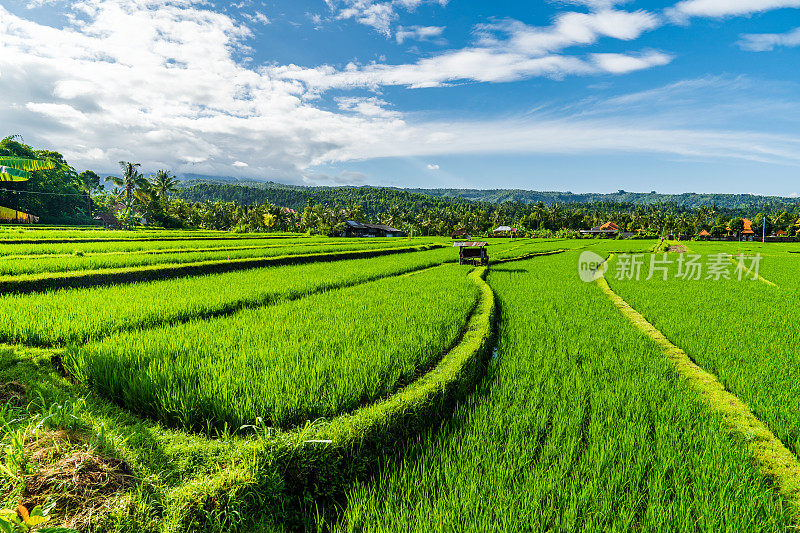 稻田,巴厘岛