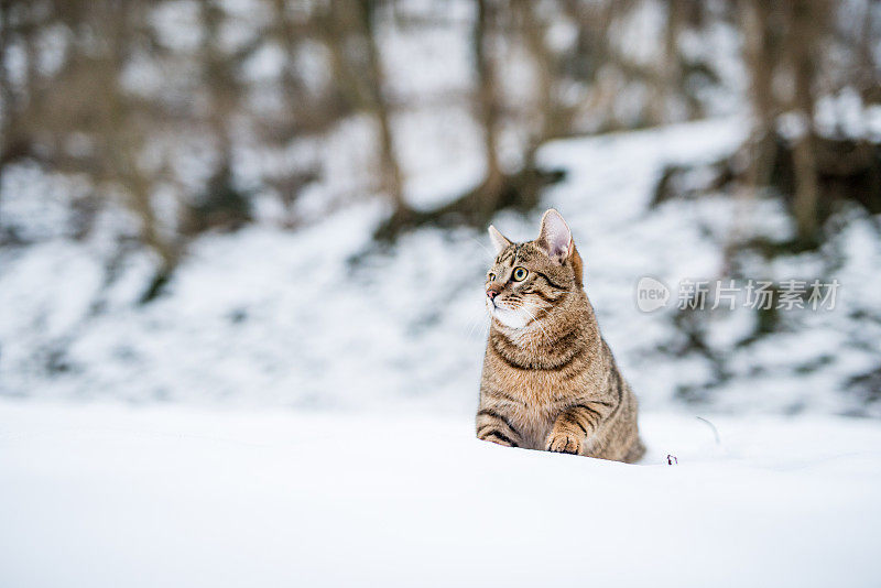 大自然中下雪天的小条纹猫。