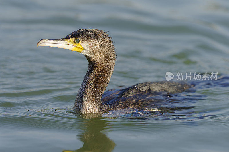 鸬鹚(Phalacrocorax碳水化合物)