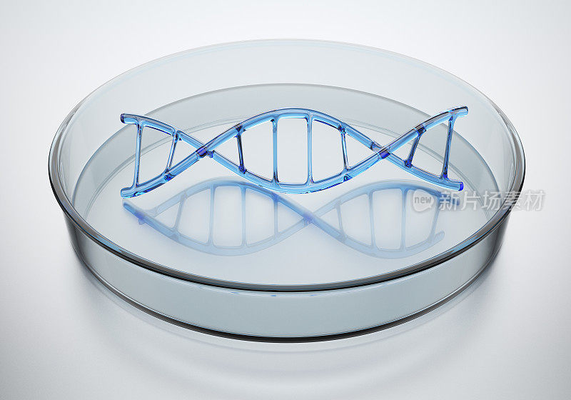 培养皿中的DNA结构