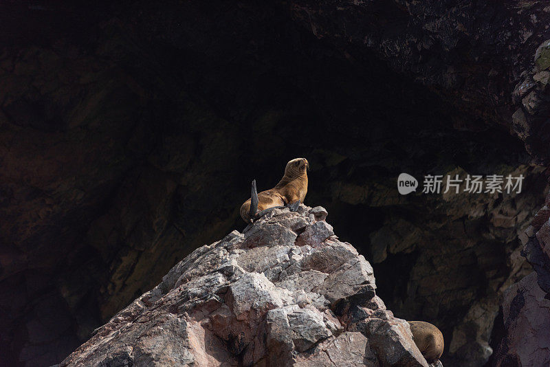 秘鲁巴列斯塔斯群岛国家保护区的南美海狮