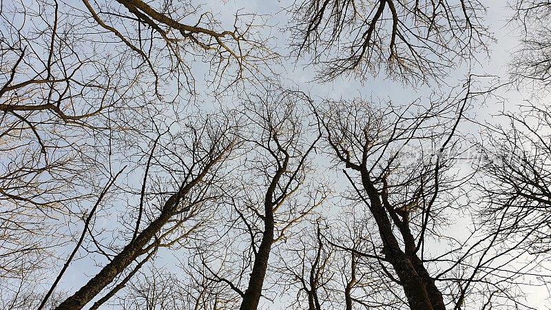 冬天树林里光秃秃的树木