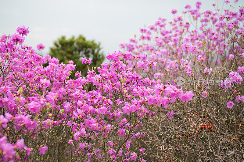 杜鹃花