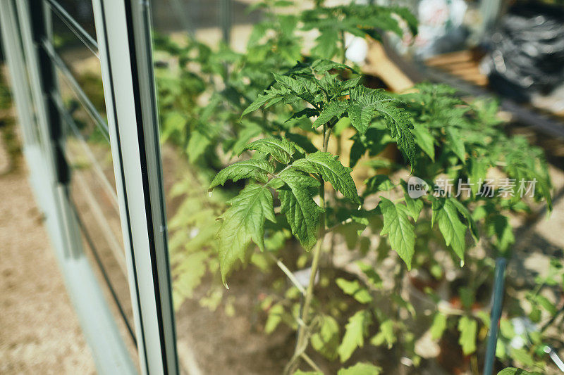 在一个明媚的春日，温室里的西红柿幼苗。