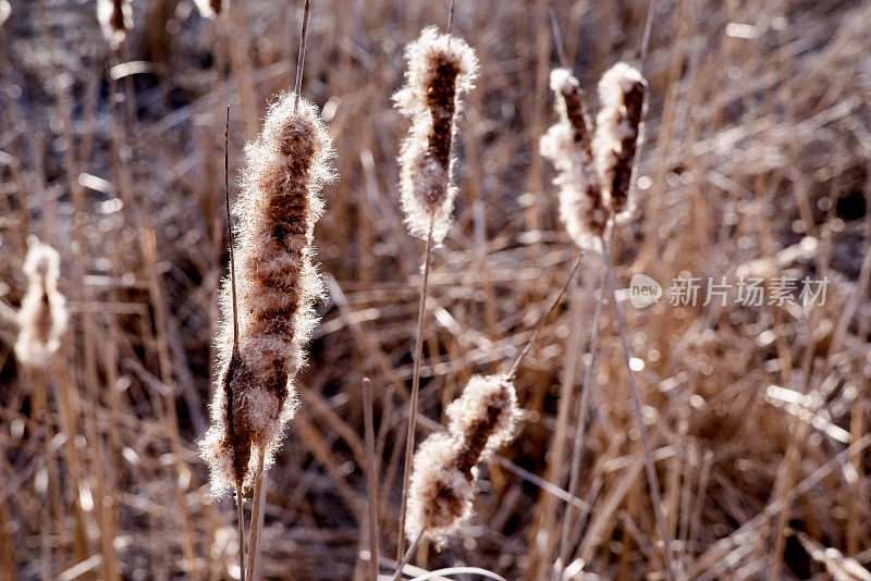 干芦苇，背阳光