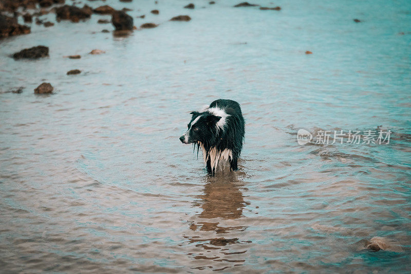 海滩上的博德牧羊犬