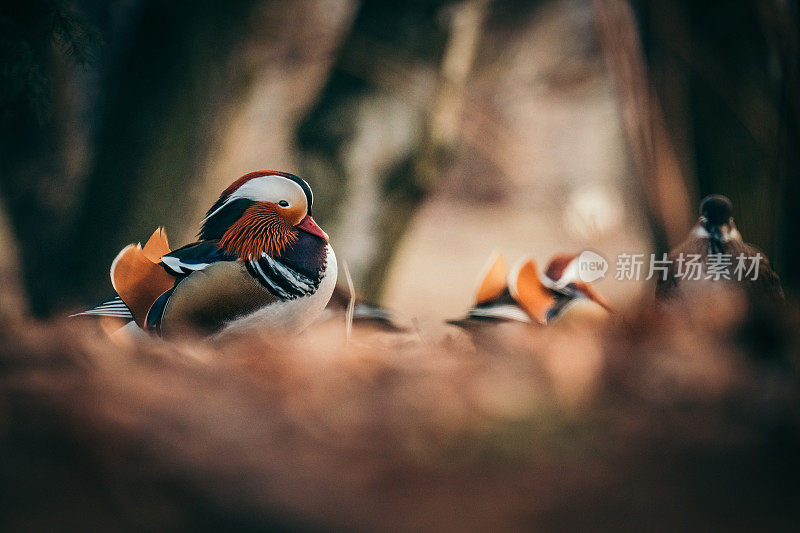 秋天森林里的鸳鸯