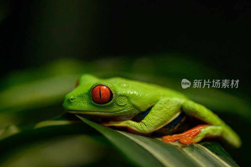 红眼叶蛙在植物上休息