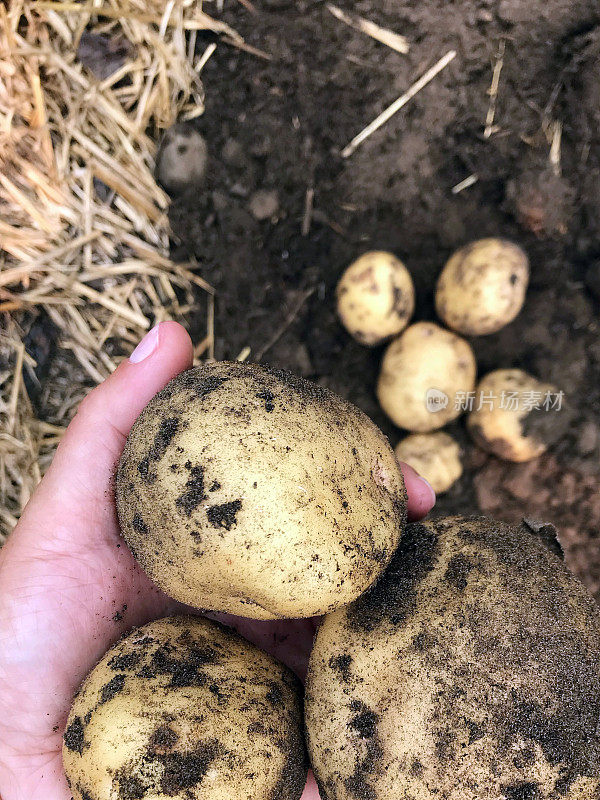 自家种植的新鲜土豆