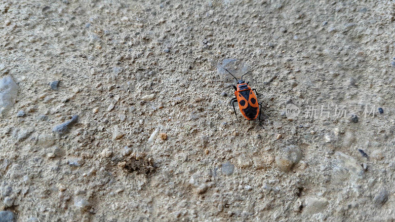 Firebug对混凝土