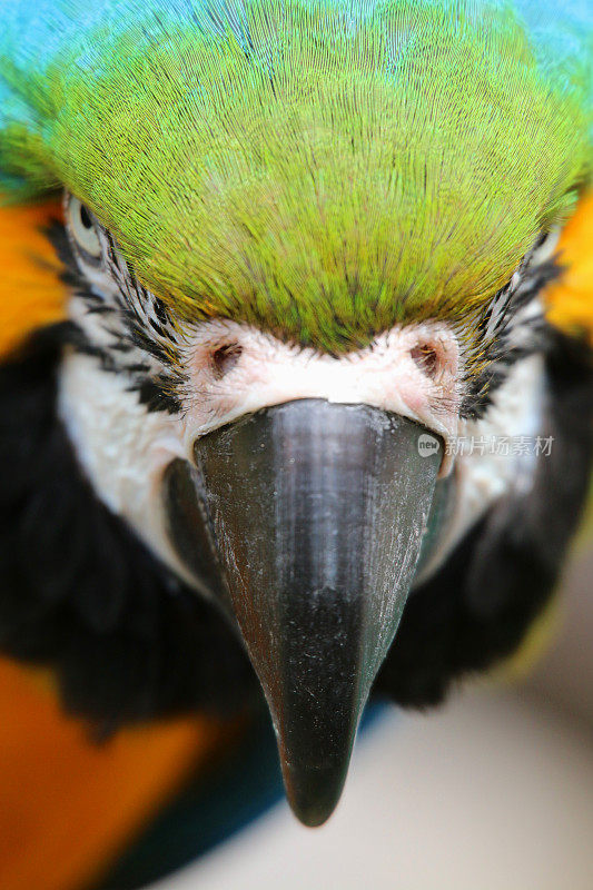 特写图像蓝色和黄色金刚鹦鹉，巴西亚马逊雨林，野生鸟在看相机，威胁不吉祥，多色的金色和蓝色金刚鹦鹉(阿拉阿拉劳那)绿色羽毛头，眼睛，嘴，头部细节，笼子和鸟舍