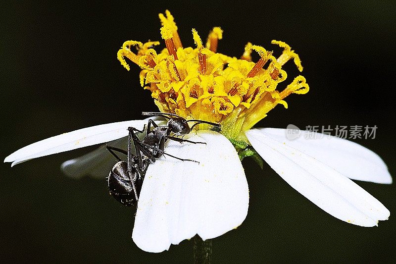 蚂蚁爬上花的花瓣。