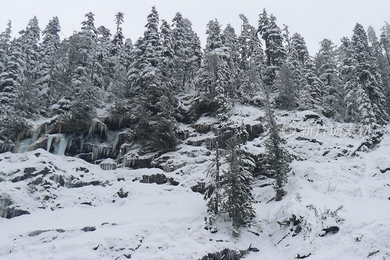 雪覆盖的树，联邦盆地雪鞋