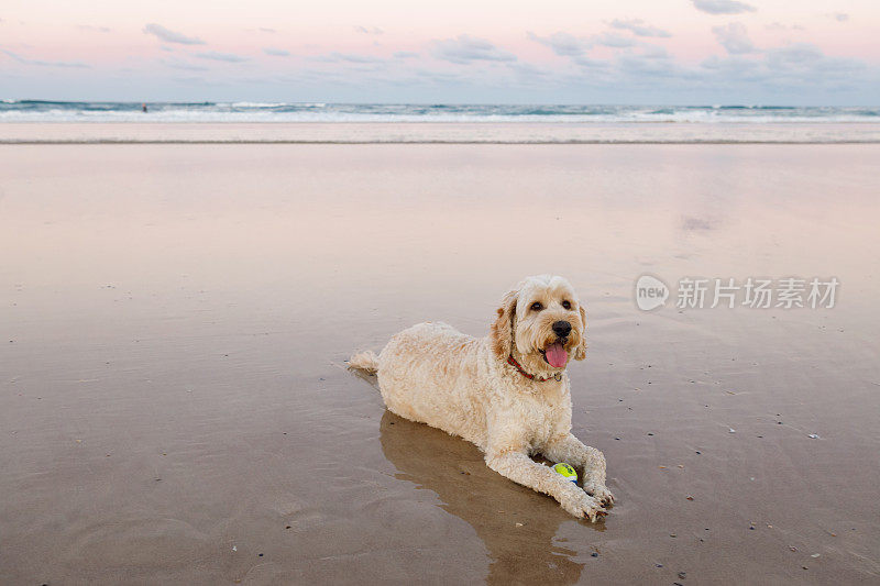 在海滩上玩耍的澳大利亚拉布拉多犬