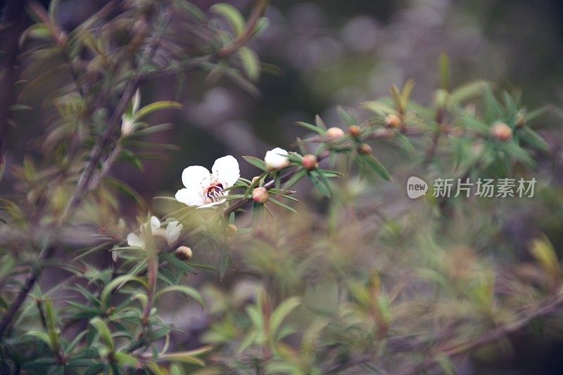 新西兰的一种茶树