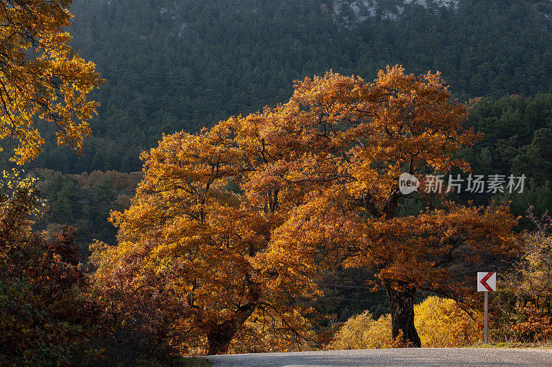 梧桐树与秋天颜色橙色的叶子