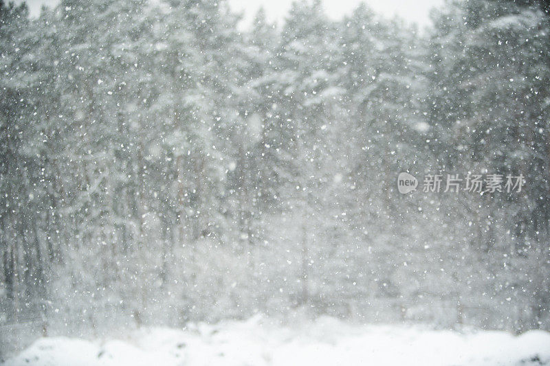 冬天的场景-雪花在模糊的松林背景