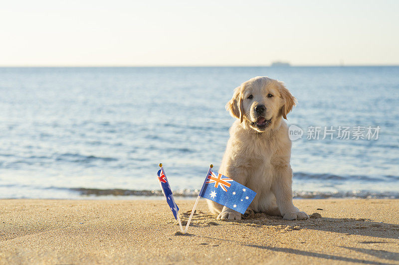 澳大利亚日狗