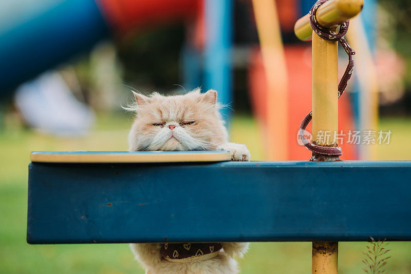 猫的肖像被主人绑在操场的跷跷板上