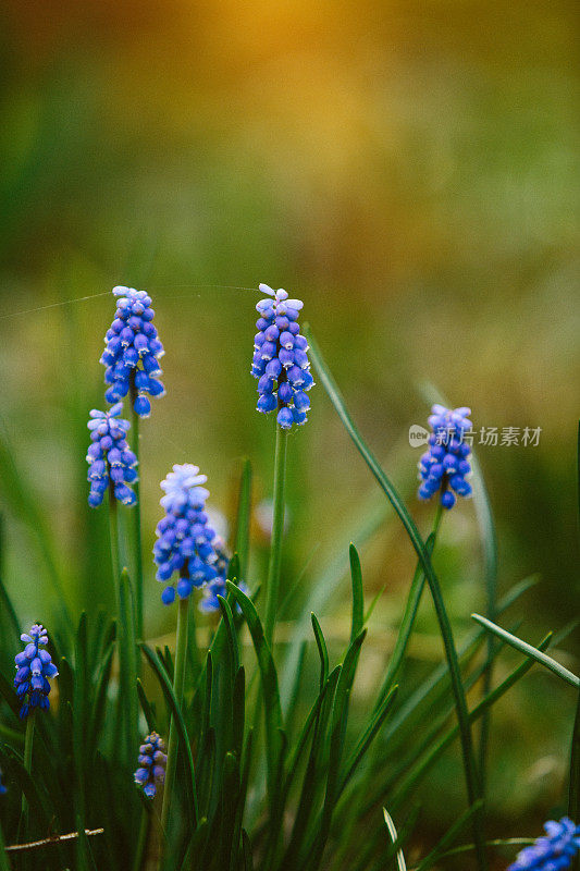 葡萄风信子muscari