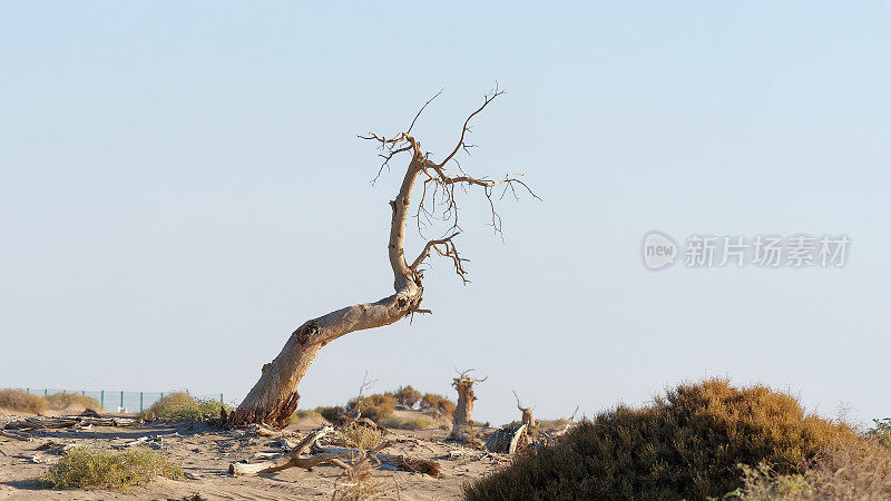 枯树胡杨在枯树林沙漠上的蓝天背景下，额济纳的秋天。内蒙古额济纳沙漠胡杨树景观。