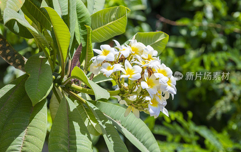 富埃特文图拉的鸡蛋花