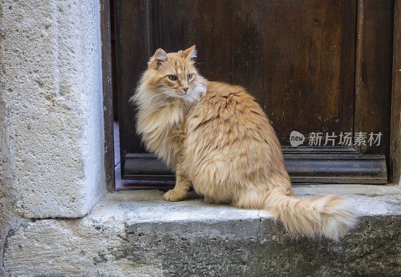 橙色的猫在门口等着