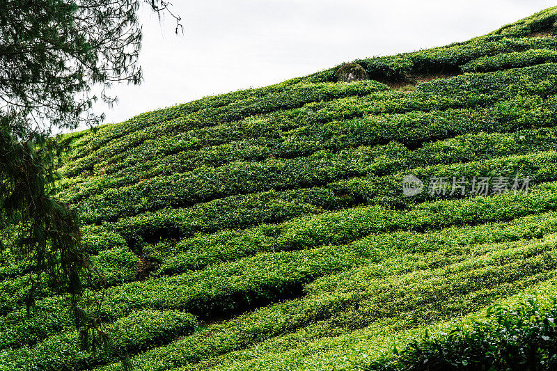 一排排茶树