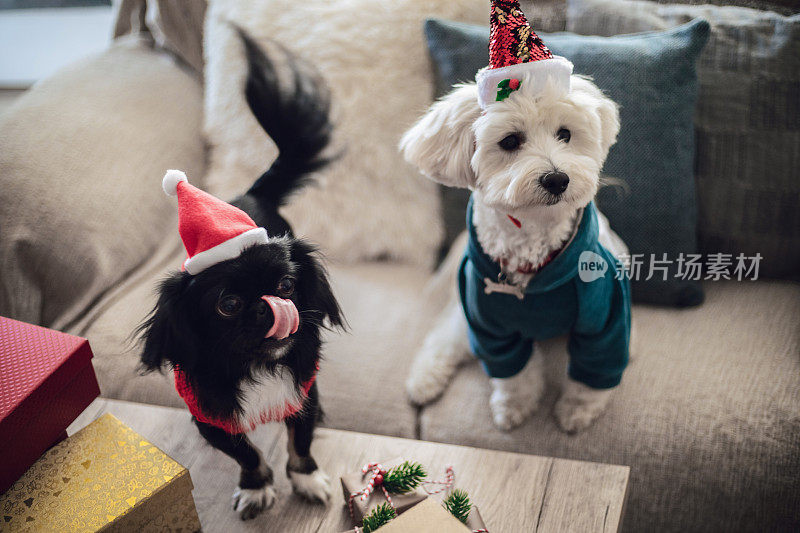 宠物们正在举行新年聚会